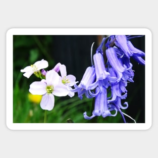 Bluebells and Cuckoo Flowers Sticker